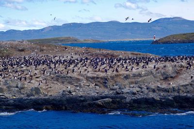 Flock of birds by sea against sky