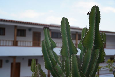 Close-up of succulent plant against building