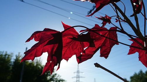 Low angle view of red maple leaves against sky