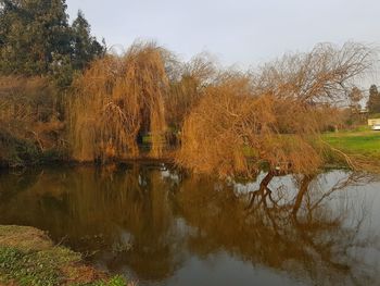 Reflection of trees in lake against sky