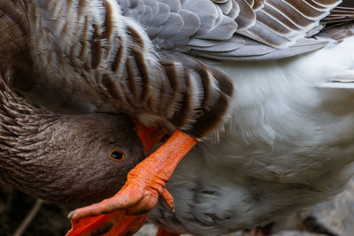 Close-up of bird
