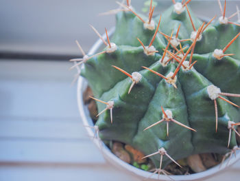 Close-up of succulent plant