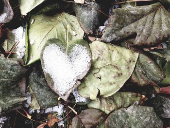 Close-up of snow on dry leaves