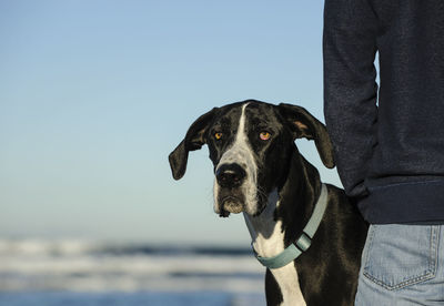 Portrait of great dane dog standing by man at beach