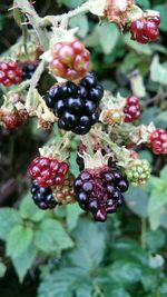 Close-up of red berries