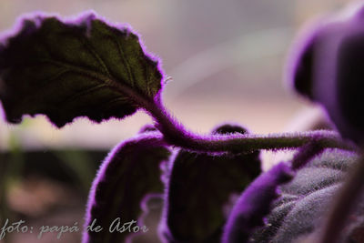 Close-up of purple flower