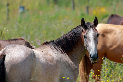 Close-up of horse standing outdoors