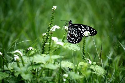 Close-up of butterfly perching on plant