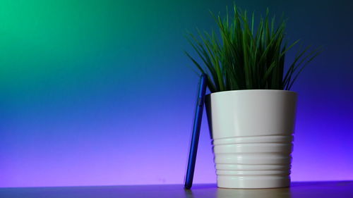 Close-up of plant against blue background