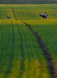 Horse running on field