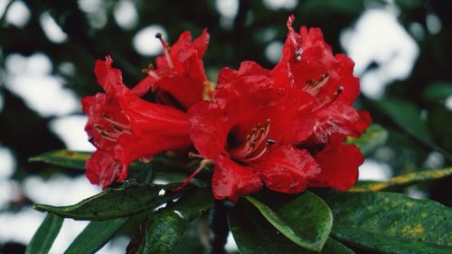 Close-up of wet red hibiscus flower