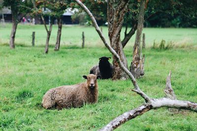 Brown sheep in focus in a green field with trees 