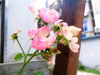 Close-up of pink flowers blooming outdoors