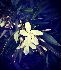 Close-up of white flowers blooming outdoors