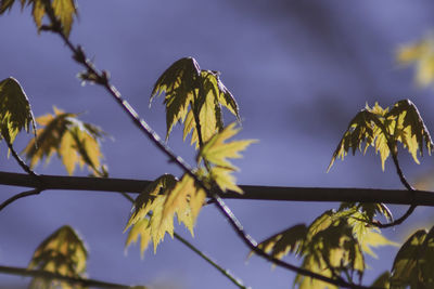 Low angle view of flowering plant against sky