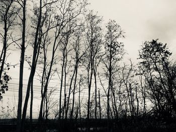 Silhouette bare trees in forest against sky