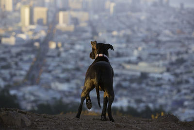 Rear view of dog on mountain against cityscape