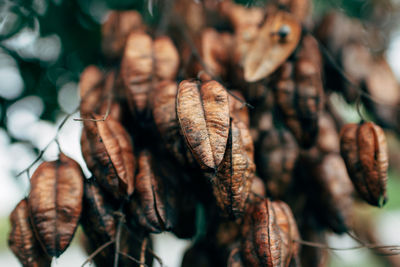 Tree Close-up