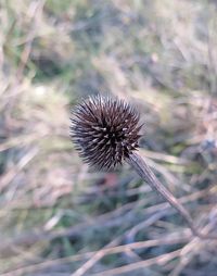 Close-up of dandelion against blurred background