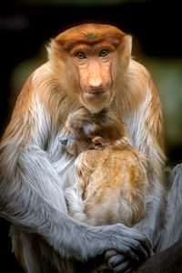 Close-up of monkey family