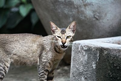 Portrait of cat sitting on retaining wall