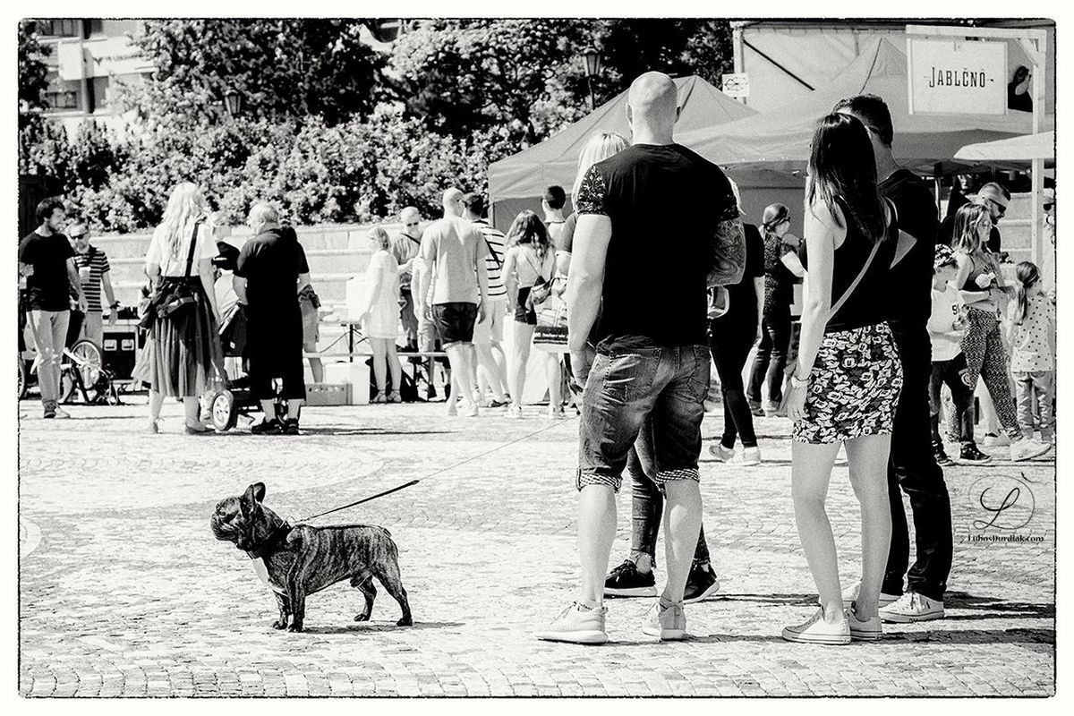 dog, large group of people, pets, one animal, domestic animals, walking, real people, women, men, leisure activity, full length, outdoors, mammal, day, lifestyles, crowd, people, adult, adults only