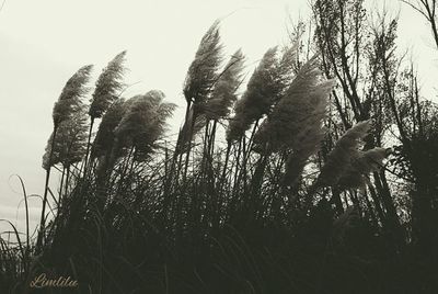 Low angle view of plants against sky