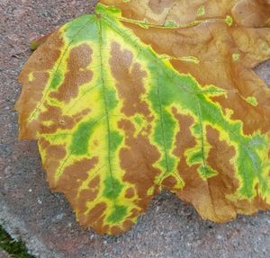 Close-up of green leaves