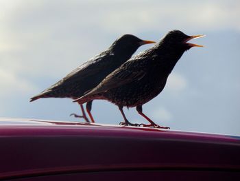 Starlings perching on car roof