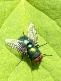 Close-up of housefly on leaf