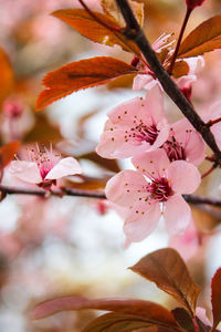 Close-up of pink cherry blossom tree