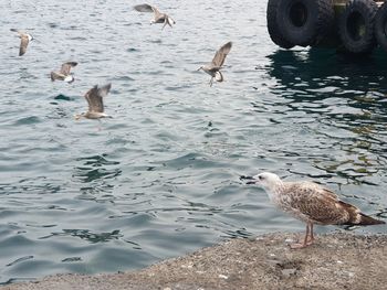 Flock of seagulls in lake