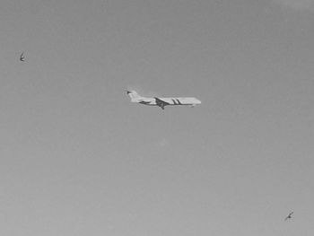 Low angle view of bird flying in sky