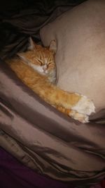 Close-up of cat resting on bed