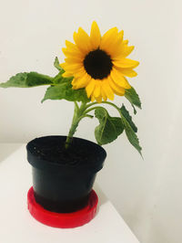 Close-up of sunflower in pot