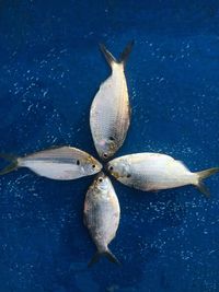 High angle view of fish in sea