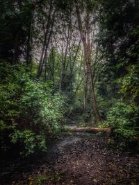 Footpath passing through forest