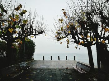 Trees against sky
