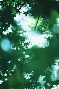 Low angle view of trees against sky