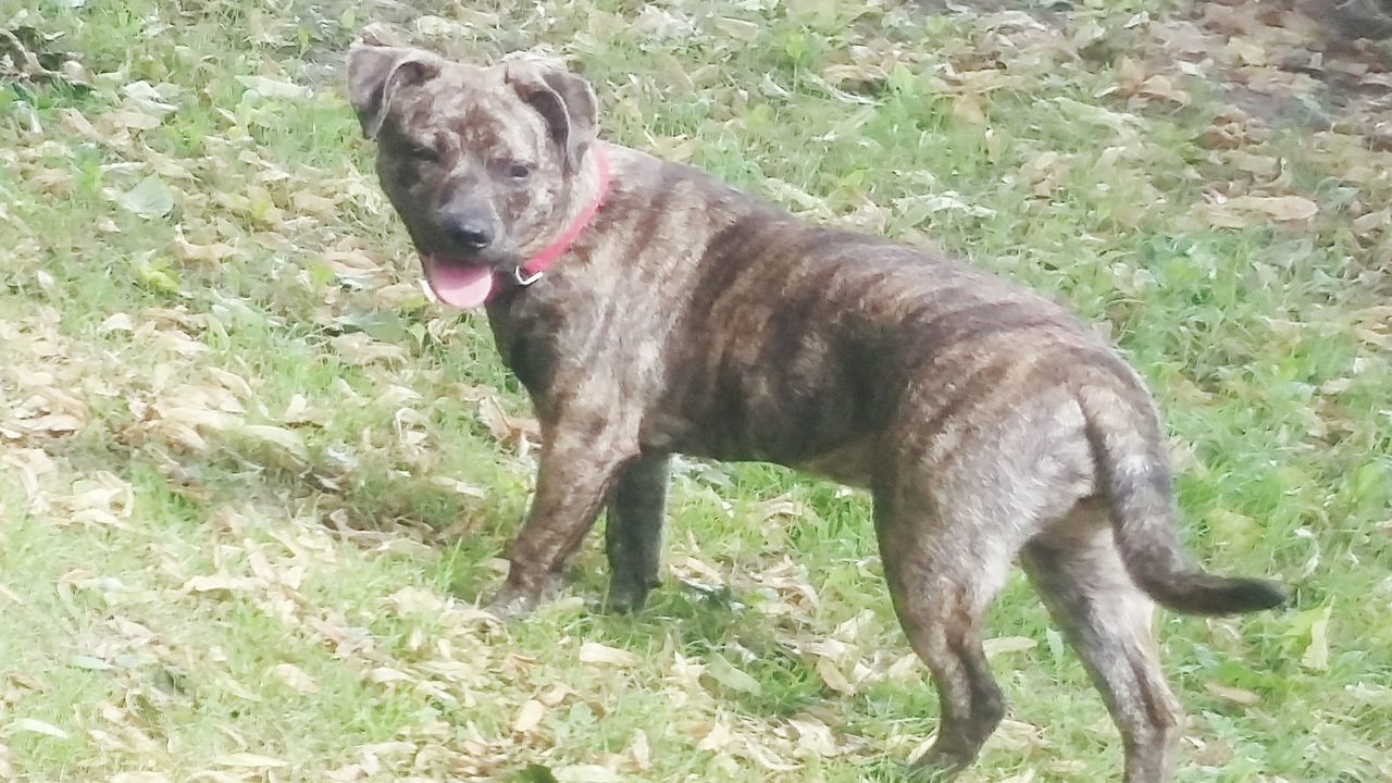 PORTRAIT OF DOG ON FIELD