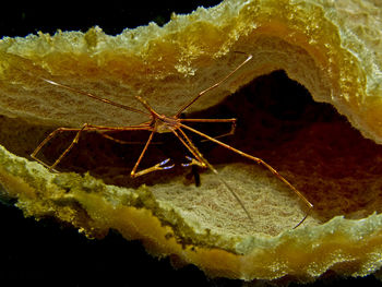 Close-up of plant