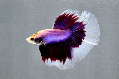 Betta fish fancy purple butterfly siamese fighting fish isolated on grey background