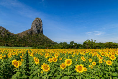 Scenic view of yellow flowers on field against blue sky