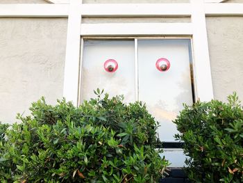 Potted plants against window of building