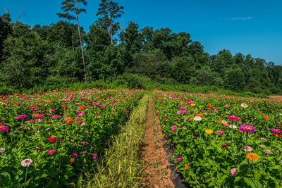 Scenic view of flowering plants on field against sky