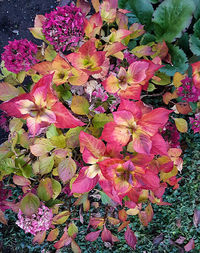 Close-up of pink flowers