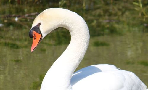 Close-up of swan