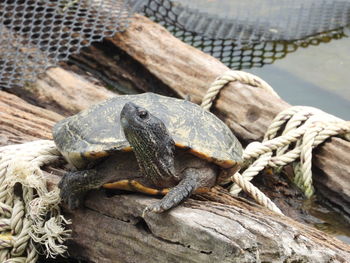 Close-up of lizard on wood