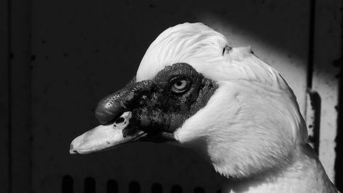 Close-up of a bird