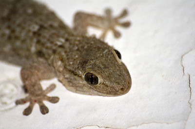 Close-up of lizard on white wall